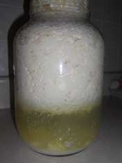 24 hr fermented kefir clearly separated whey from curds and cultures