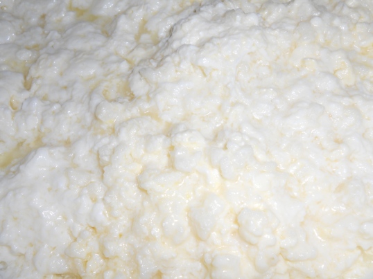 as the whey drains off you are left with a creamy white curd. The cultures are still in here at this point.